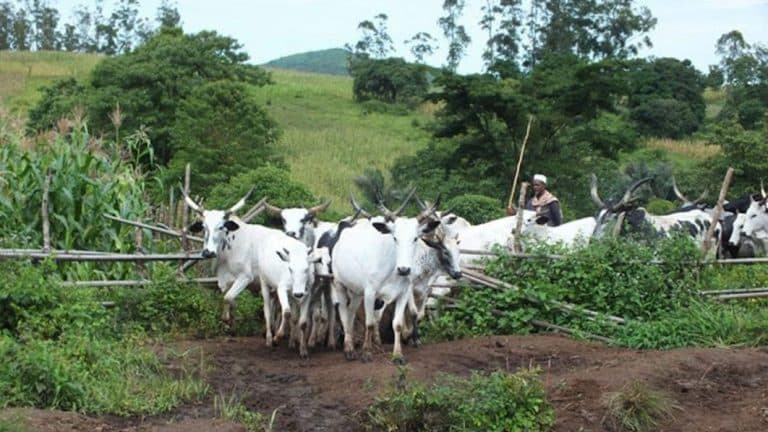 Farmer-Herder Relations in Nigeria: Historical antecedents and the way forward for social cohesion